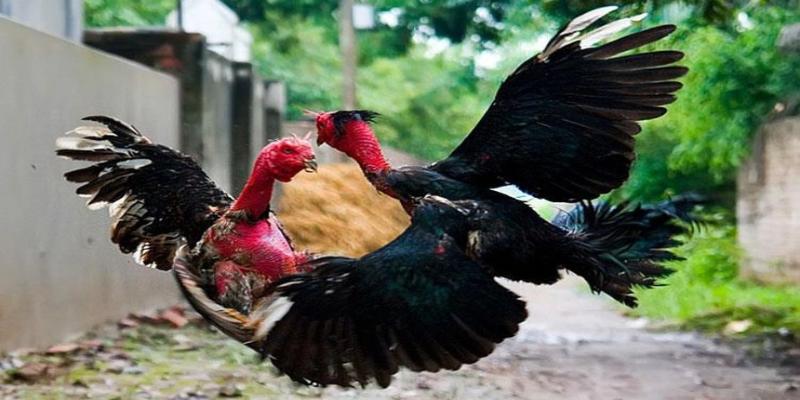 Cách Chữa Gà Bị Đá Mù Mắt - Thủ Thuật Chữa Hay Từ QQ88 3 Cách ly gà đá bị thương ra khỏi đàn để tránh lây chéo